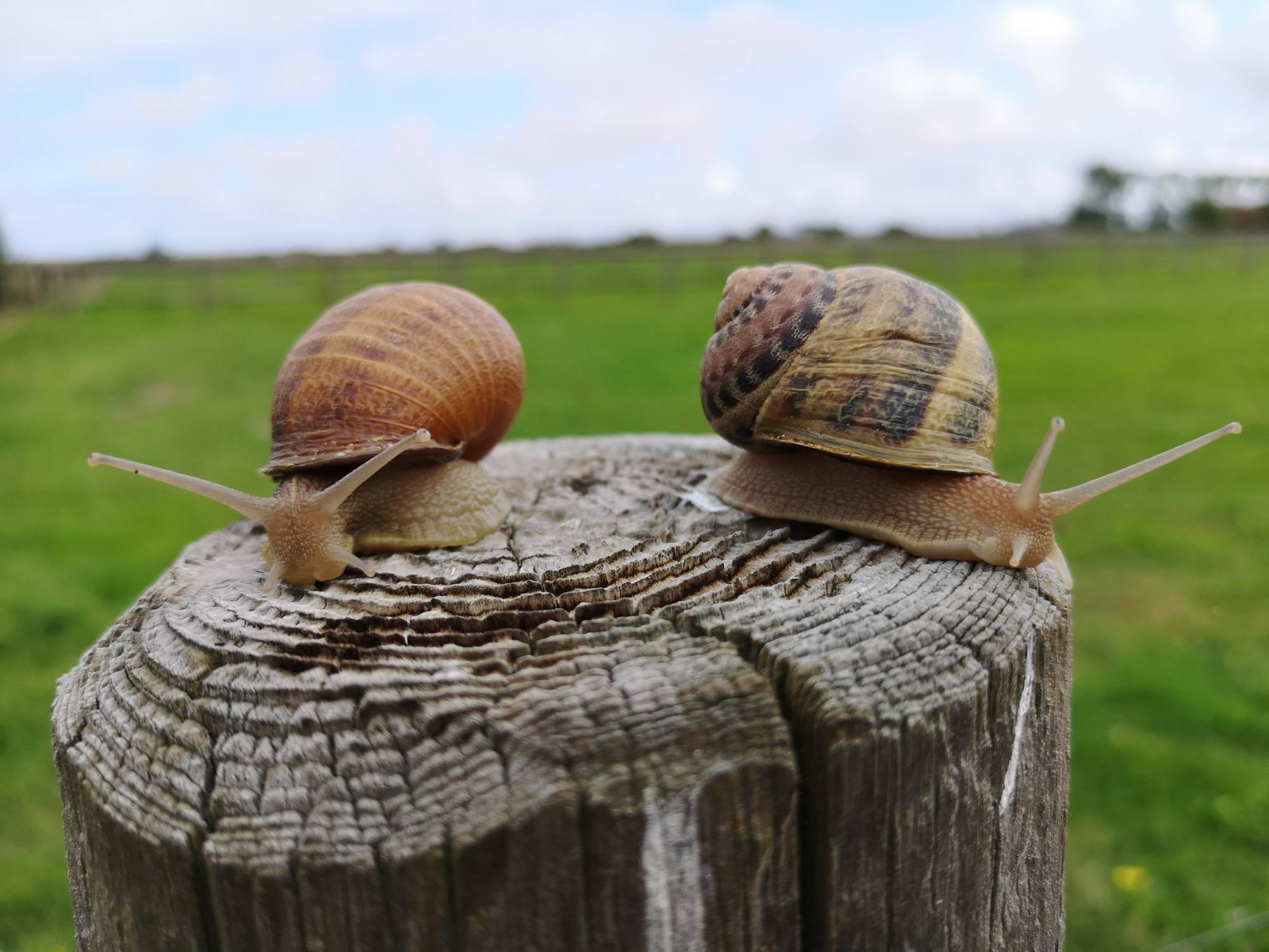 Les Escargots de la Baie...