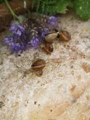 Nos escargots raffolent de la phaclie